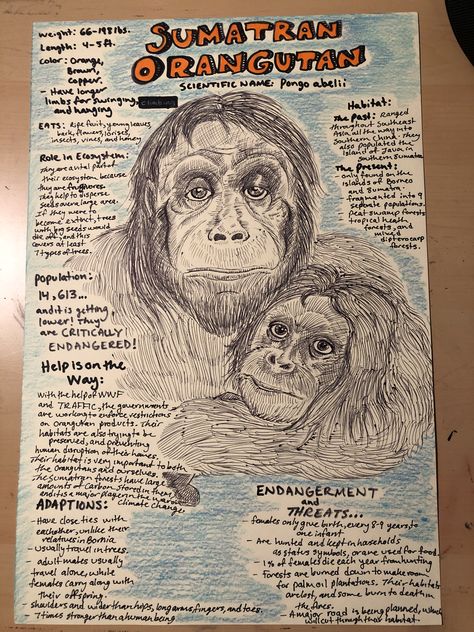 Endangered Animals Poster Project, Endangered Animals Poster, Endangered Species Poster, Endangered Species Project, Endangered Animals Project, Endangered Species Art, Biology Poster, Social Studies Projects, Awareness Poster