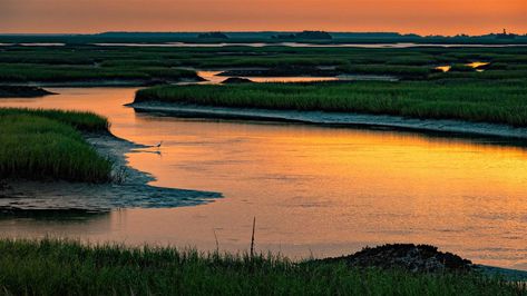 North Carolina Marsh, Coastal Wetlands, Delia Owens, Crawdads Sing, Living In North Carolina, Artsy Ideas, Salt Marsh, Oak Forest, Severe Storms