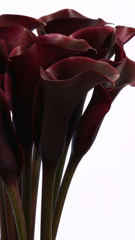 Boquette Flowers, Nothing But Flowers, Burgundy Flowers, Flower Therapy, Red Aesthetic, Calla Lily, Shades Of Red, Pretty Flowers, Red Flowers