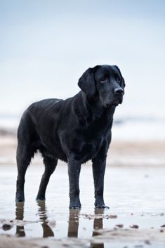 Labrador Nero, Cute Labrador Puppies, Husky Corgi, Cute Labrador, Labrador Puppies, Labrador Funny, Chocolate Labrador Retriever, Yellow Labrador Retriever, Black Labrador Retriever