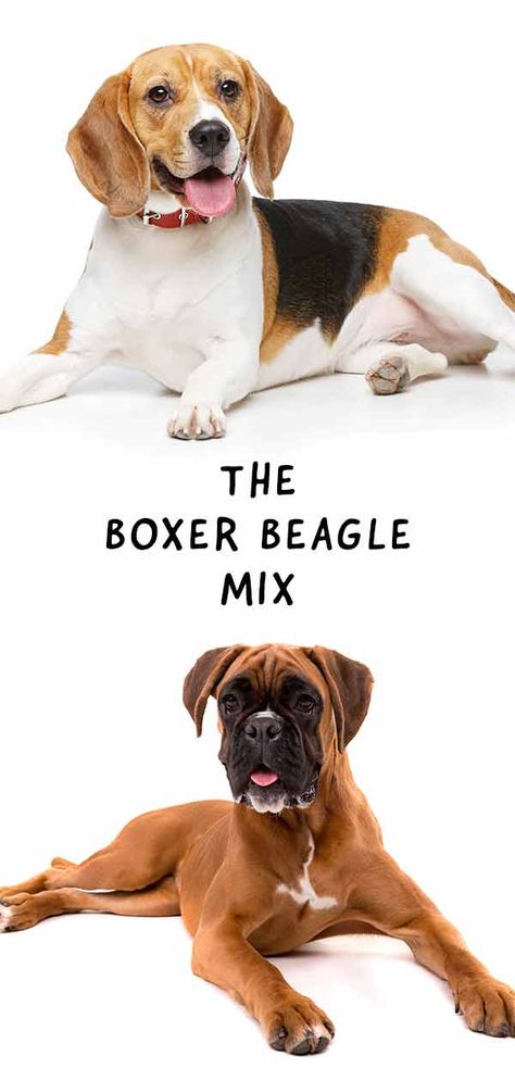 boxer beagle mix Boxer Beagle Mix, Baby Beagle, Pocket Beagle, Dogs Tips, Dogs Training, Puppy Kisses, Therapy Animals, Boxer Mix, Beagle Mix