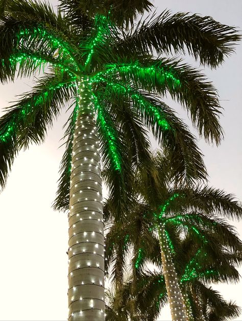 Palm Tree Lighting Ideas, Holiday Palm Trees, Outdoor Palm Tree Christmas Lights, Christmas Palm Tree Decoration, Christmas Lights On Palm Trees, Palm Tree Christmas Trees, Palm Tree Christmas Lights, Christmas Florida, Trees For Christmas