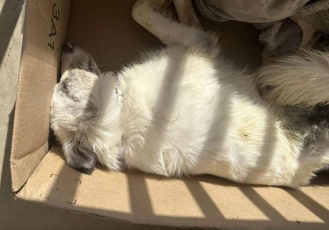 'Dead' Dog Abandoned In Amazon Box Turns Out To Be A Total Lovebug - The Dodo Amazon Box, Dog Wellness, Dead Dog, Sick Dog, Japanese Chin, Snoop Dog, Foster Mom, Cat Travel, Types Of Dogs