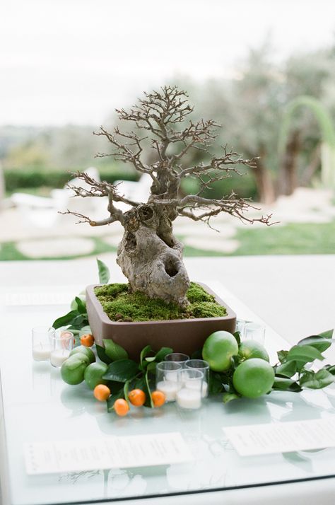 Tree Wedding Centerpieces, Tree Centerpiece, Tree Centerpieces, Wedding Reception Centerpieces, Bonsai Trees, Film Photographer, Wedding Table Decorations, Tree Wedding, Wedding Centerpiece