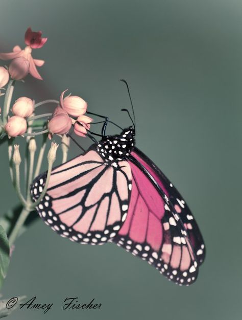 AMEY+FISCHER_NJ+BOTANICAL_FLOWERS BUTTERFLIES Flowers Butterflies Like, Butterflies And Flowers Aesthetic, Pink Buterfluffy, Natural Butterfly Images, Butterfly Real, Tom Macdonald, Betty Gilpin, Nikki Mudarris, Baby Net