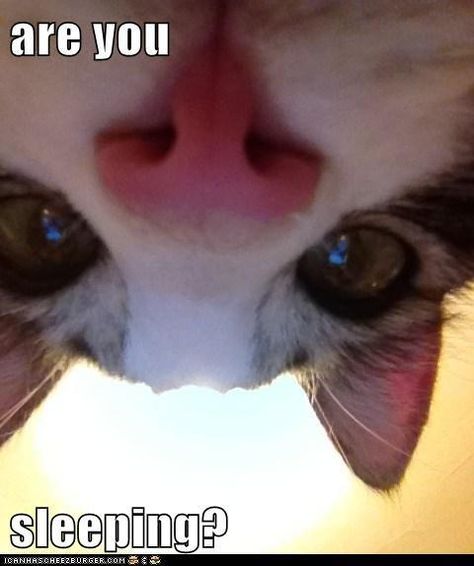 Are you sleeping? Good Morning Cats Funny, Humor Animal, Animal Funnies, Funny Kittens, Pet Pictures, Funny Nurse Quotes, Pickup Lines, Nursing Memes, Funny Pets