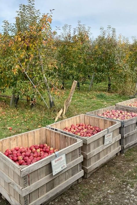 Fall In Upstate New York, Fall Farm Stand, Upstate Ny Aesthetic, Northeast Aesthetic, Upstate New York Homes, Upstate New York Aesthetic, Upstate New York Fall, Upstate Ny Fall, Fall In Maine