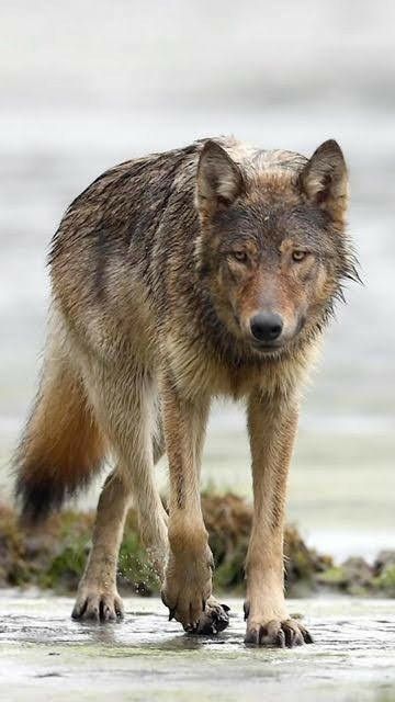 Coastal Sea Wolf, Sea Wolf Therian, Coastal Wolf, Sea Wolves, Wild Life Videos, Coyote Animal, Wolf Poses, Sea Wolf, Camping With Cats