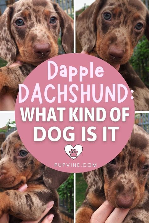 Have you ever heard of the dapple Dachshund? You probably haven’t, but dog lovers among you will know what we’re talking about. No, this is not a separate Dachshund breed. This is only one of the beautiful ways Doxies come in. Dachshund Colors, Best Apartment Dogs, Dapple Dachshund Puppy, Dachshund Breed, Brown Dachshund, Apartment Dogs, What Kind Of Dog, Dapple Dachshund, Kinds Of Dogs