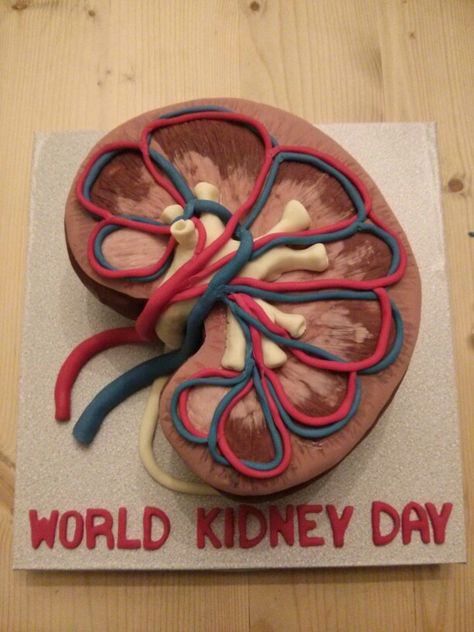 Kidney Science Project, Kidney Cake Ideas, Kidney Project, Kidney Structure, Kidney Cake, Science Project Models, Science Cake, Human Body Projects, Science Gallery