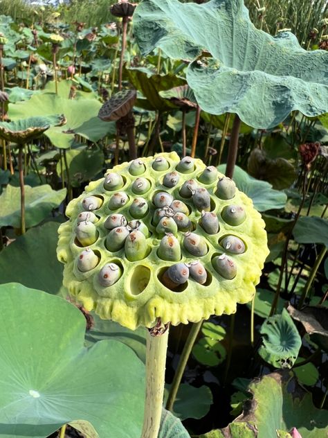 Seeds Ginger Breadman, Lotus Flower Seeds, Lotus Image, Lotus Seeds, Seed Dispersal, Lotus Seed, Image Painting, Lotus Flowers, African Food