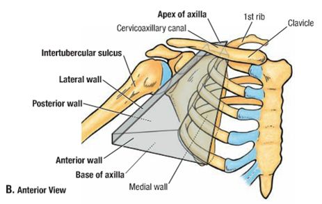 Axilla Anatomy, Body Muscle Anatomy, Medical Study, Muscle Anatomy, Medical Anatomy, Medical Studies, 1st Year, Med School, Anatomy And Physiology