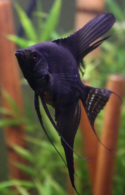 black angelfish http://www.americanaquariumproducts.com/ Ikan Air Tawar, Tropical Fish Aquarium, Tropical Freshwater Fish, Black Fish, Salt Water Fish, Freshwater Aquarium Fish, Cool Fish, Saltwater Tank, Water Animals