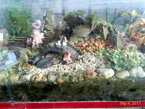 My old aquarium turned into a fairy garden. Fair Garden, Strange Flowers, Aquarium Ideas, Fish Tanks, Fairy Gardens, Fish Tank, Fairy Garden, Terrarium, Fish