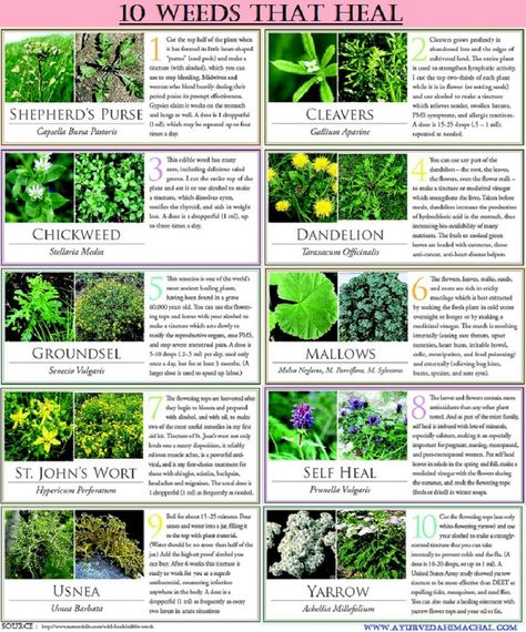 Healing Herbs Wild Herbs Medicine, Medicinal Plants And Their Uses, Herb Information, Holistic Herbs, Medical Plants, Medicinal Wild Plants, Medicinal Weeds, Medicine Garden, Medicinal Herbs Garden