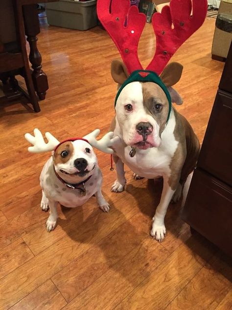 Dog Match, Love My Dog, Funny Dog Pictures, Crazy Dog, Christmas Animals, Training Your Dog, Christmas Cats, Christmas Dog, Dog Pictures