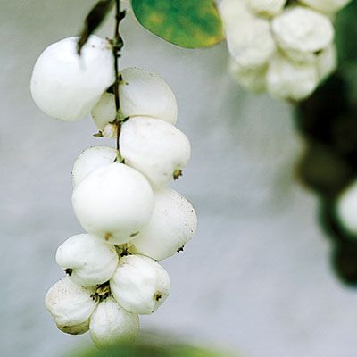 Common snowberry (Symphoricarpos albus)  Native to: California Common Snowberry, Oregon Landscaping, Symphoricarpos Albus, Clackamas Oregon, Minnesota Wildflowers, Xeriscape Landscaping, Small Pink Flowers, Backyard Dreams, White Berries