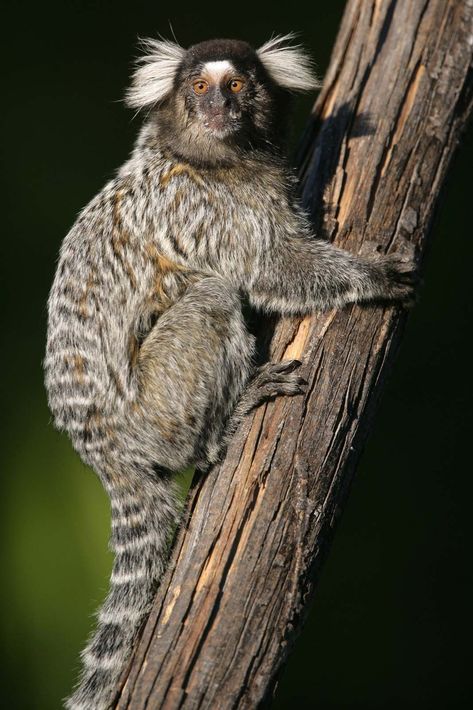 Marmoset Monkey, Ape Monkey, Flying Monkeys, Tree Sap, Fruit Tree, Small Animals, Primates, Long Tail, South American