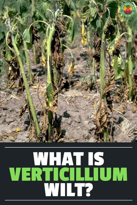 Verticillium wilt can impact a range of plants from tomatoes to trees. We look at the causes and management of this frustrating pathogen. Verticillium Wilt, Verbascum Clementine, Allium Tricoccum, Allium Hollandicum, Get Rid Of Aphids, Tomato Hornworm, Heat Tolerant Plants, Organic Gardening Pest Control, Garden Remedies