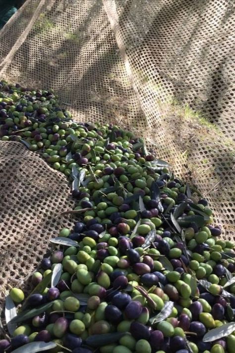 Olive Tree Care, Harvest Pictures, Fruits And Vegetables Pictures, Olive Harvest, Vegetable Pictures, Greek Pantheon, Olive Grove, Under The Tuscan Sun, Old Trees