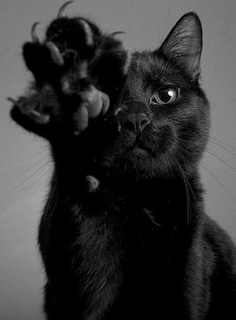 Image Chat, A Black Cat, Foto Poses, Cat Photography, Appaloosa, Cat Aesthetic, Quarter Horse, Cute Cats And Dogs, Pretty Cats