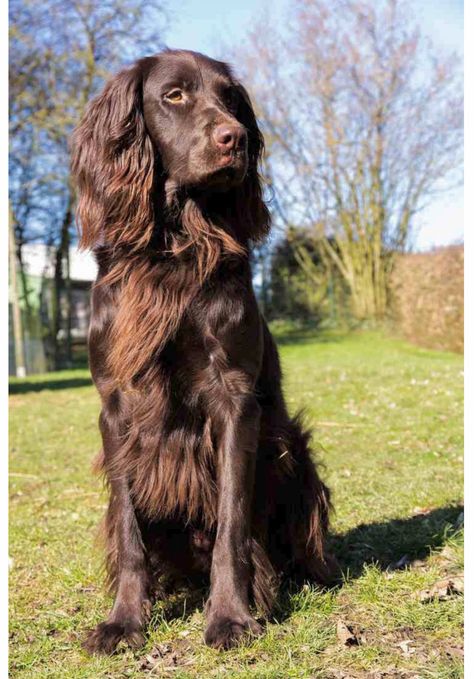 The Boykin Spaniel, a breed I just recently learned about, Is a medium-sized flushing and retrieving dog known for its rich brown coat. Boykins are eager, merry, and trainable. Like most field breeds they need regular exercise, but are mellow in the house. This tenacious bird dog was once South Carolina’s best-kept secret. Long Haired Pointer, German Long Haired Pointer, German Longhaired Pointer, Rare Dogs, Boykin Spaniel, Spaniel Breeds, Pointer Puppies, Working Cocker, Pet Videos