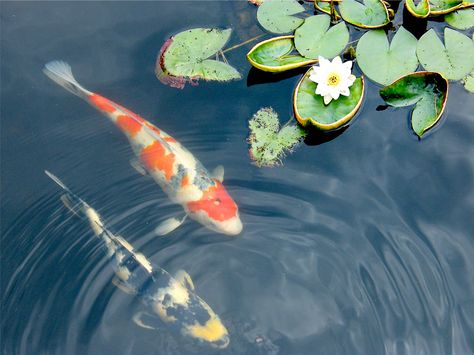 Koi and Waterlily | by Stanley Zimny (Thank You for 21 Million views) Coy Fish, Koi Painting, Koi Fish Drawing, Lotus Flower Pictures, Koi Art, Carpe Koi, Koi Fish Pond, Koi Carp, A Pond