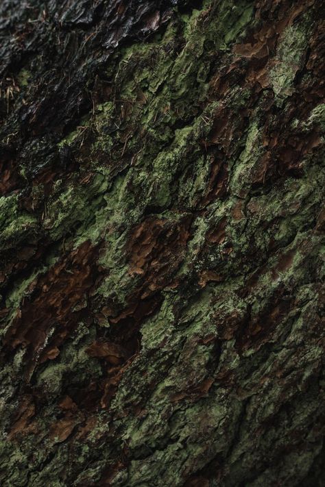 Earth Texture, Forest Color, Affinity Photo, The Rainforest, Ap Art, Natural Forms, Patterns In Nature, Color Textures, Green Aesthetic