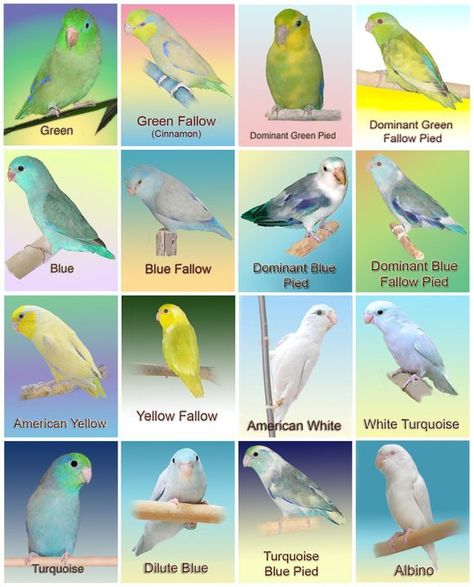 Pacific Parrotlet Color Mutation Chart | Parrotletbirds's Blog Bird Parakeet, Pacific Parrotlet, Different Types Of Birds, Baby Turquoise, Love Birds Pet, African Lovebirds, Pet Birds Parrots, Bird Breeds, Types Of Birds