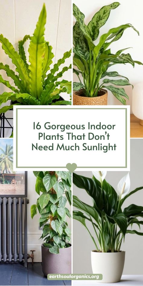 Make your space lush and inviting with these 16 indoor plants that don’t need a lot of sunlight. Perfect for homes and offices with limited natural light, these plants will thrive and add a touch of natural elegance. Easy to care for, even for beginners! #IndoorPlants #LowLightLovers #GreenDecor Plants That Dont Need Sunlight Indoor, Plants That Dont Need Sunlight, No Light Plants Indoor, Zero Sunlight Indoor Plants, Indoor Trees Low Light, Low Light Plants Indoor, Tomato Container Gardening, Big Indoor Plants, Tall Indoor Plants