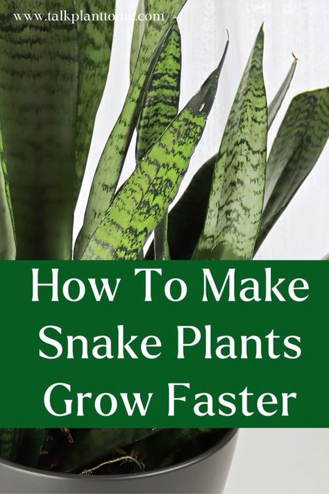 How to make snake plants grow faster! Tips and tricks for making your snake plant grow taller quick! Snake Plant Propagation, Grow Turmeric, Snake Plant Care, Snake Plants, Plant Care Houseplant, Plant Problems, Inside Plants, Garden Guide, House Plant Care