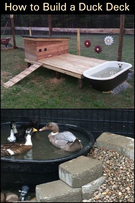 Raise Ducks in Your Backyard by Building This Simple Duck Deck And Pond Duck Shed, Duck Housing, Build Your Own Deck, Duck House Diy, Duck Ponds, Duck House Plans, Duck Pens, Hen Coop, Backyard Ducks