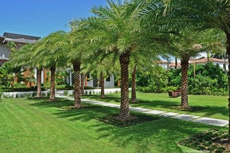 16 Best Palm Tree Landscaping Ideas & Designs For Your Yard Zen Yard, Palm Trees Garden, Tree Landscaping, Palm Trees Landscaping, Palm Garden, Commercial Landscaping, Front Yard Garden Design, Outdoor Gardens Design, Garden Oasis