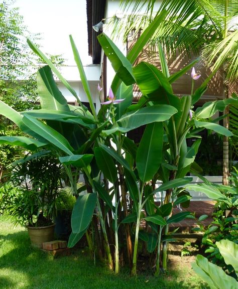 Pollination of Ornamental Banana, Musa ornata – Bird Ecology Study Group Stingless Bees, Banana Plant, Banana Plants, Tropical Plants, Grasses, Ecology, Perennials, Pink Flowers, House Ideas