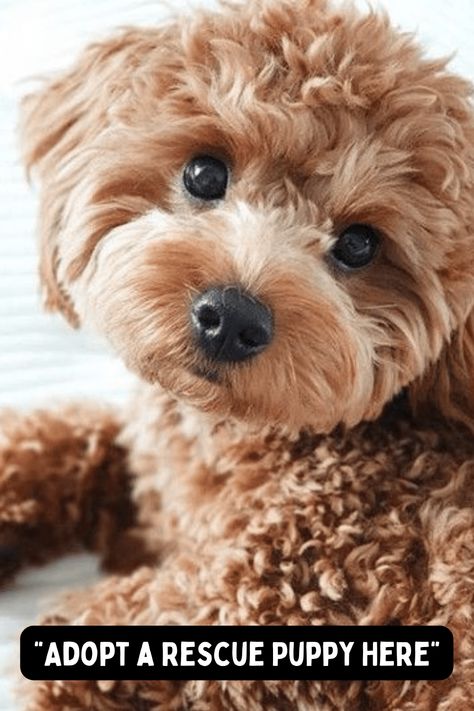 Rescue Goldendoodles Cute Dog Mixes, Shelter Dogs Adoption, Teacup Goldendoodle, Golden Doodle Puppy, Best Small Dog Breeds, Rescue Dogs For Adoption, Best Small Dogs, Miniature Puppies, Morkie Puppies