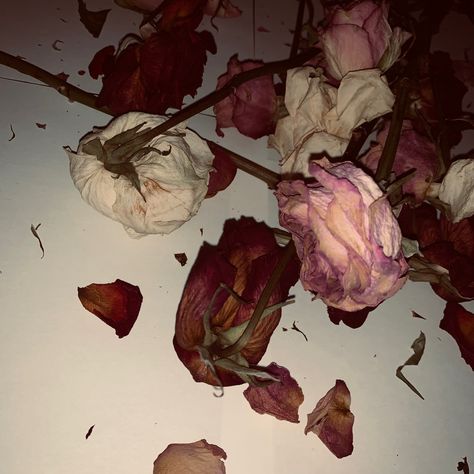 Creepy Flower Aesthetic, Rose Dark Aesthetic Flower, Faded Flowers Aesthetic, Red Poetry Aesthetic, Flower Petal Aesthetic, Rose Bush Photography, Strangulation Aesthetic, Wilted Flowers Aesthetic Dark, Broken Glass Aesthetique Dark