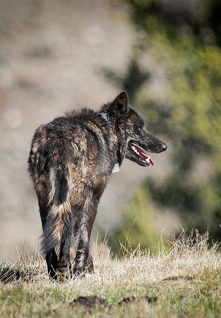 Wolf Walking, Wolf Photos, Black Wolf, Wolves, Animal Kingdom, Photo Poses, Art Inspo, Photo Sharing, Digital Art