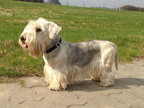 Top 10 Small Quiet Dogs Cesky Terrier, Best Small Dog Breeds, Dog Sleeping Positions, Friendly Dog Breeds, Best Small Dogs, Sealyham Terrier, Every Dog Breed, Rare Dog Breeds, Dog Breeds List