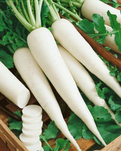 White Icicle Radish Seeds  Raphanus Sativus  3 Grams  Approx 270 Gardening Seeds  Vegetable Garden Seed >>> Click image to review more details. (This is an affiliate link) #PlantsSeedsBulbs Vitamin B2, Heirloom Seeds, Radishes, Non Gmo, Garden Seeds, Trinidad And Tobago, Seeds, Benefits, Pasta