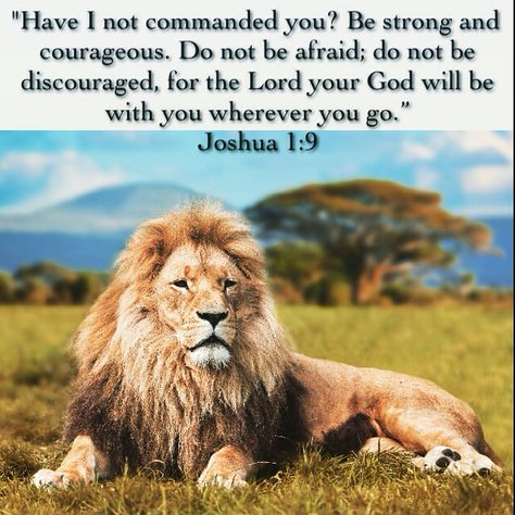 Have I not commanded you? Be strong and courageous. Do not be afraid; do not be discouraged, for the Lord your God will be with you wherever you go. | Joshua 1:9 | Bible | Bible Verse | Scripture Pumas Animal, Tribe Of Judah, Lion Of Judah, Faith Inspiration, Leo Zodiac, You Are Strong, A Lion, Animal Planet, Faith In God