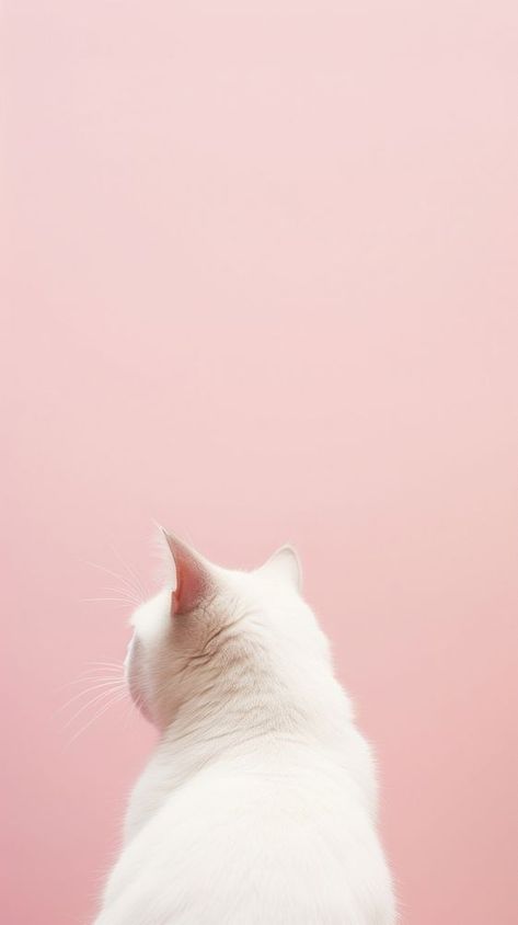 Cat mammal animal kitten.  | premium image by rawpixel.com / Pinn Kitten Background Wallpapers, White Cat Wallpaper Aesthetic, Pink Cat Wallpaper, White Cat Wallpaper, White Cat Aesthetic, Cat Aesthetic Wallpaper, Pet Advertising, Pink Bg, Pastel Background Wallpapers