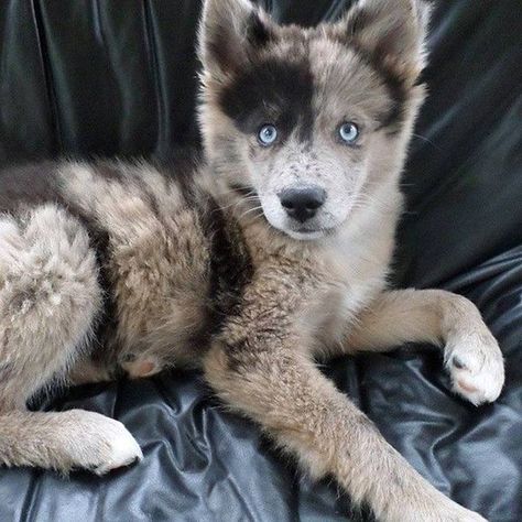 Australiën Shepherd / husky Australian Shepherd Husky, Siberian Husky Mix, Puppy Mix, Husky Cross, Australian Shepherd Mix, Dog German, Australian Shepherd Puppies, Australian Shepherd Dogs, Husky Mix