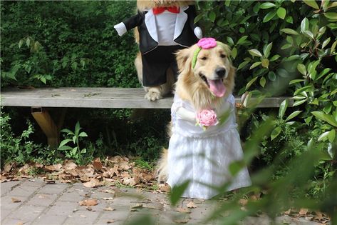 #pawcloset #dogfashion #catfashion #petfashion #dogs #cats #petclothing #dogclothing #catclothing #doglover #catlover #dogmodel #catmodel #doglife #catlife #dogsofinstagram #catsofinstagram #pet #puppy #petstagram #puppylover Suit Wedding Dress, White Veil, Wedding Dress White, Dog Suit, White Veils, Cape Wedding Dress, Cat Model, Pet Style, Cat Fashion