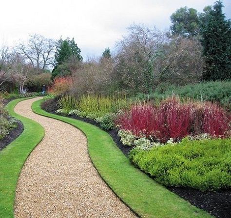 Red Twig Dogwood Landscape, Amazing Driveways, Yellow Twig Dogwood, Red Osier Dogwood, Red Dogwood, Patio Container Gardening, Red Twig Dogwood, Twig Dogwood, Landscape Design Ideas