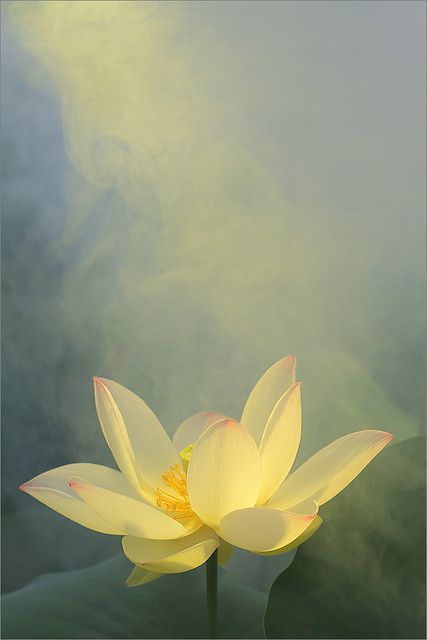 Yellow Flower | Yellow Flower | Bahman Farzad | Flickr Yellow Lotus Flower, Lotus Flower Wallpaper, Lotus Flower Painting, Yellow Lotus, Lotus Flower Pictures, Lotus Flower Art, Lotus Painting, Arte Peculiar, Canvas For Beginners