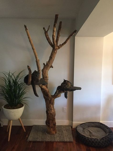 Real Cat Tree, Branch Cat Tree, Cat Tree Ideas, Takken Decor, Katt Diy, Katt Grejer, Kat Diy, Cat Patio, Cat Tree House