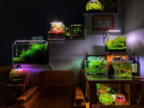 Terrarium Shelf, Japanese Aquarium, Fish Aquarium Ideas, Indoor Nature, Cichlid Tank, Terrarium Display, Aqua Scape, Aquarium Shop, Fish Room