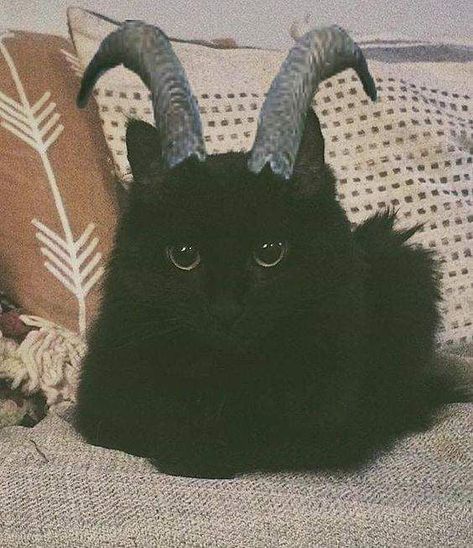 Cute little demon Goat Horns, A Black Cat, A Black, Black Cat, Instagram, Black