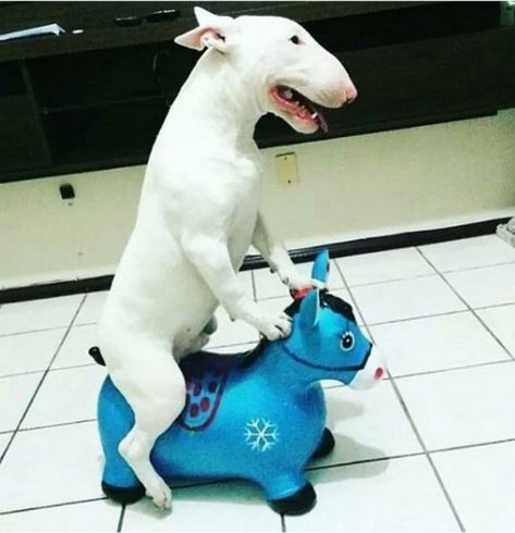 12+ Funny English Bull Terrier Dog Pictures | The Paws Bull Terrier Funny, Mini Bull Terriers, English Bull Terrier, Funny English, Bull Terrier Puppy, English Bull Terriers, Bull Terriers, Bull Terrier Dog, English Bull