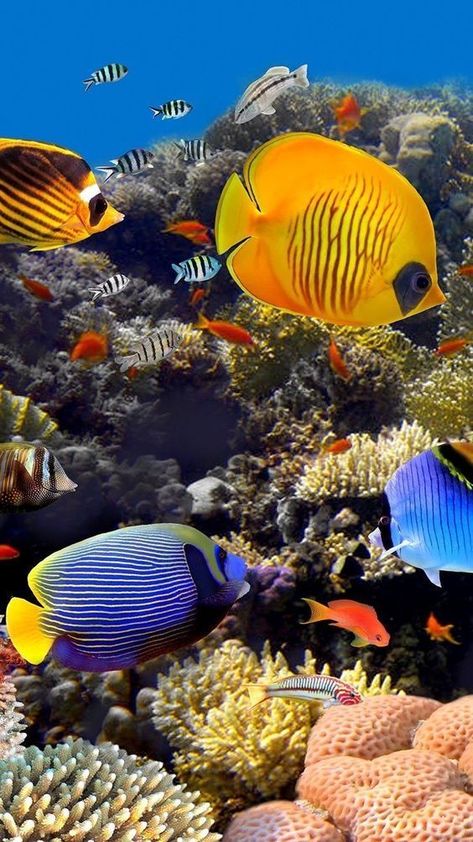 Underwater Photography Pool, Reef Photography, Coral Reef Photography, Ocean Life Photography, Fauna Marina, Underwater Painting, Bawah Air, Ocean Underwater, Life Under The Sea